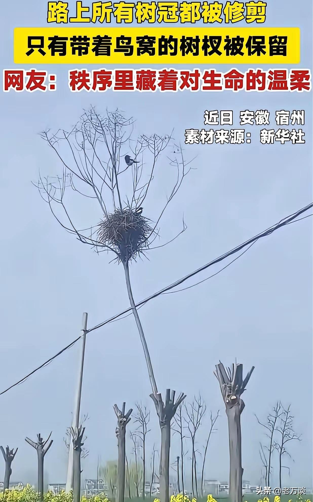 近期安徽宿州某条大道上路上所有的树冠都被剪掉了，只有带着鸟窝的树杈被保留。看起来