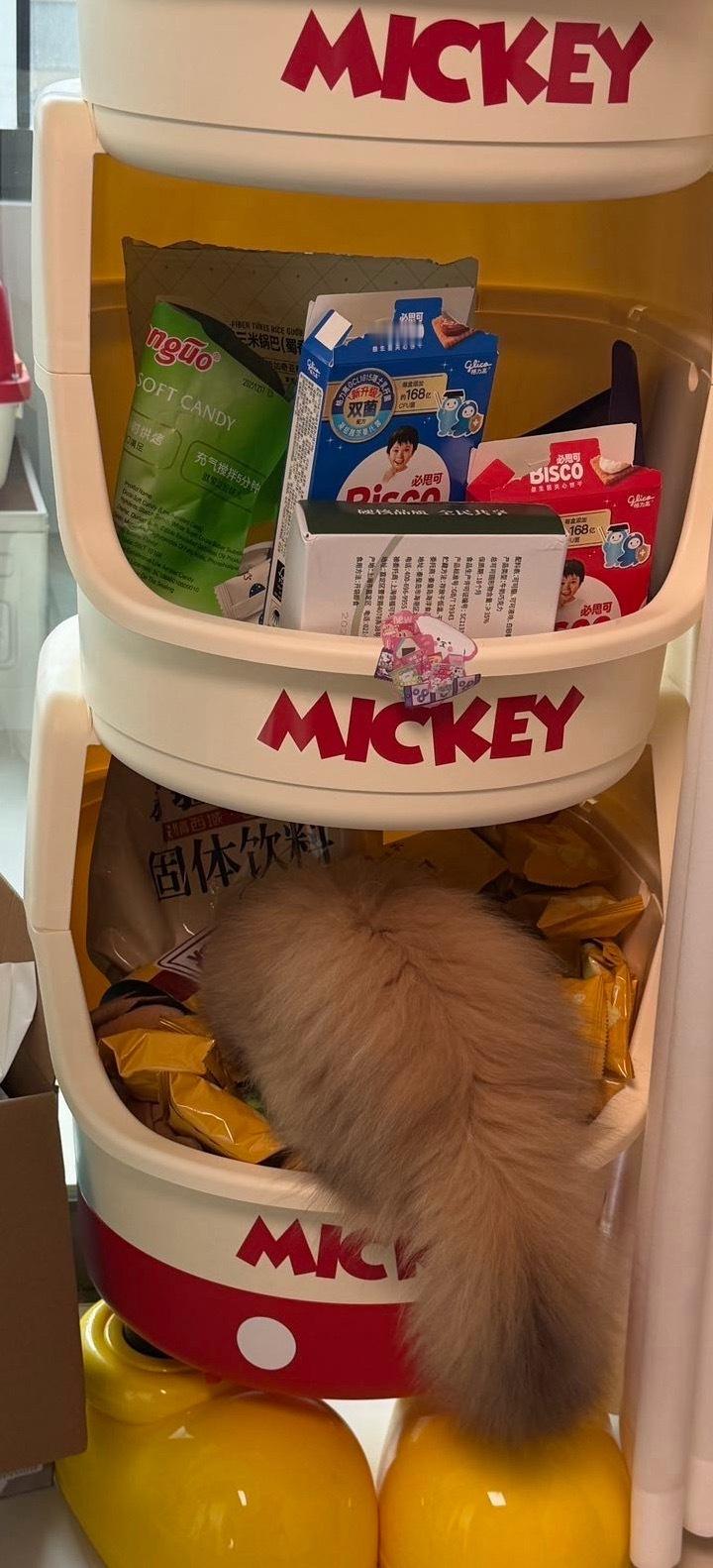偷吃小猫是谁？是它！！在我的零食柜子里不出来了～ 