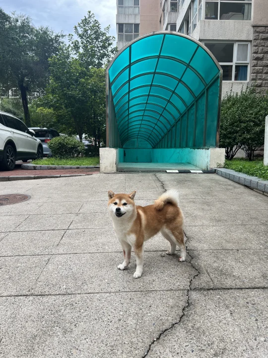 标准柴犬 | 九岁的小葵