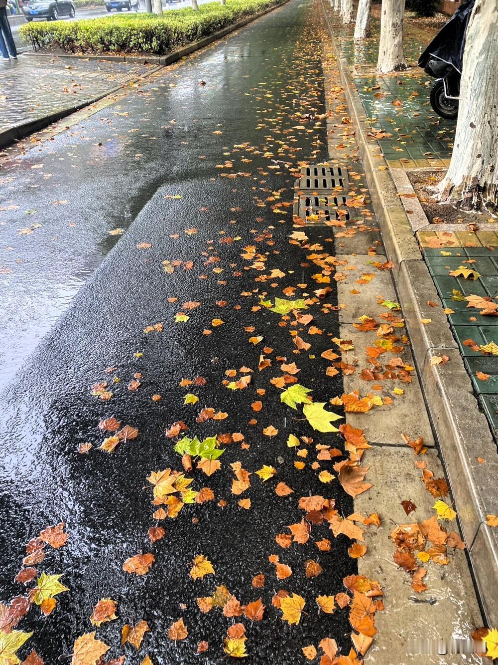 铺满金色巴掌的水泥道。