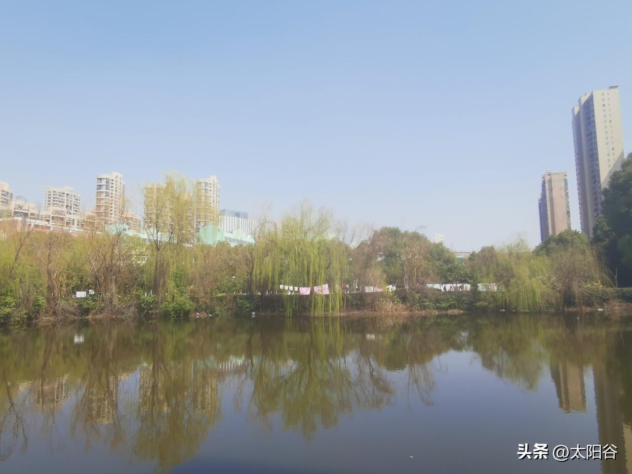 七绝·初春湖畔柳

湖堤日暖柳丝柔，
翠影含光映碧流。
莫道新芽初破萼，
已携春