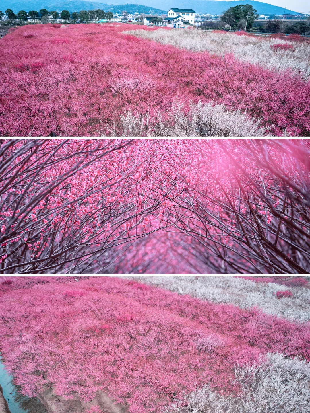 苏州‼️人少‼️超大‼️免费‼️🌸梅花林🌸快冲鸭