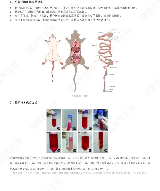 小鼠小肠类器官构建流程