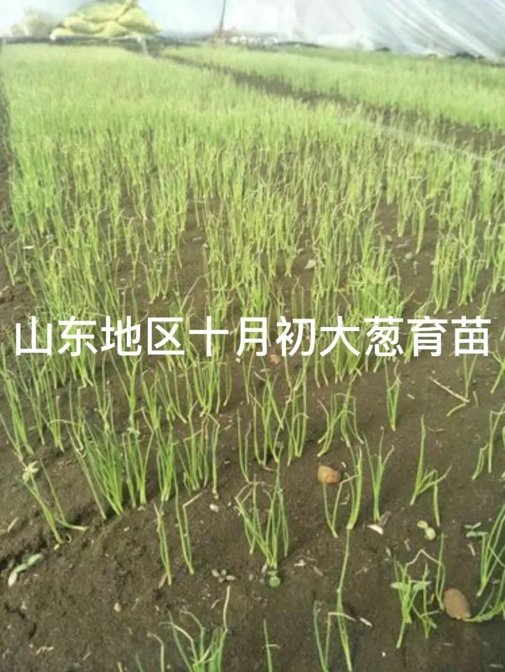 #大葱什么时间育苗比较合适#山东地区十月初可以进行大葱育苗。此时温度开始降低，有