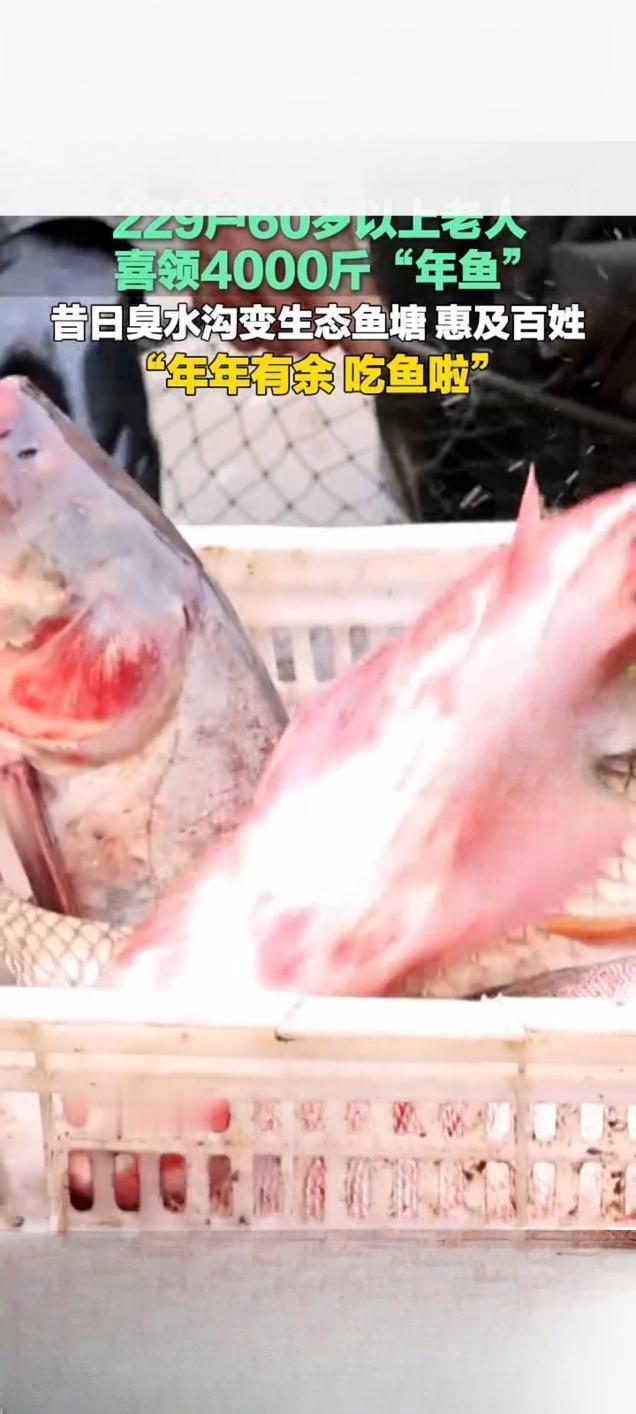 滕州：臭水沟蝶变生态鱼塘 229户老人喜领4000斤年鱼迎新春
 
2月10日，