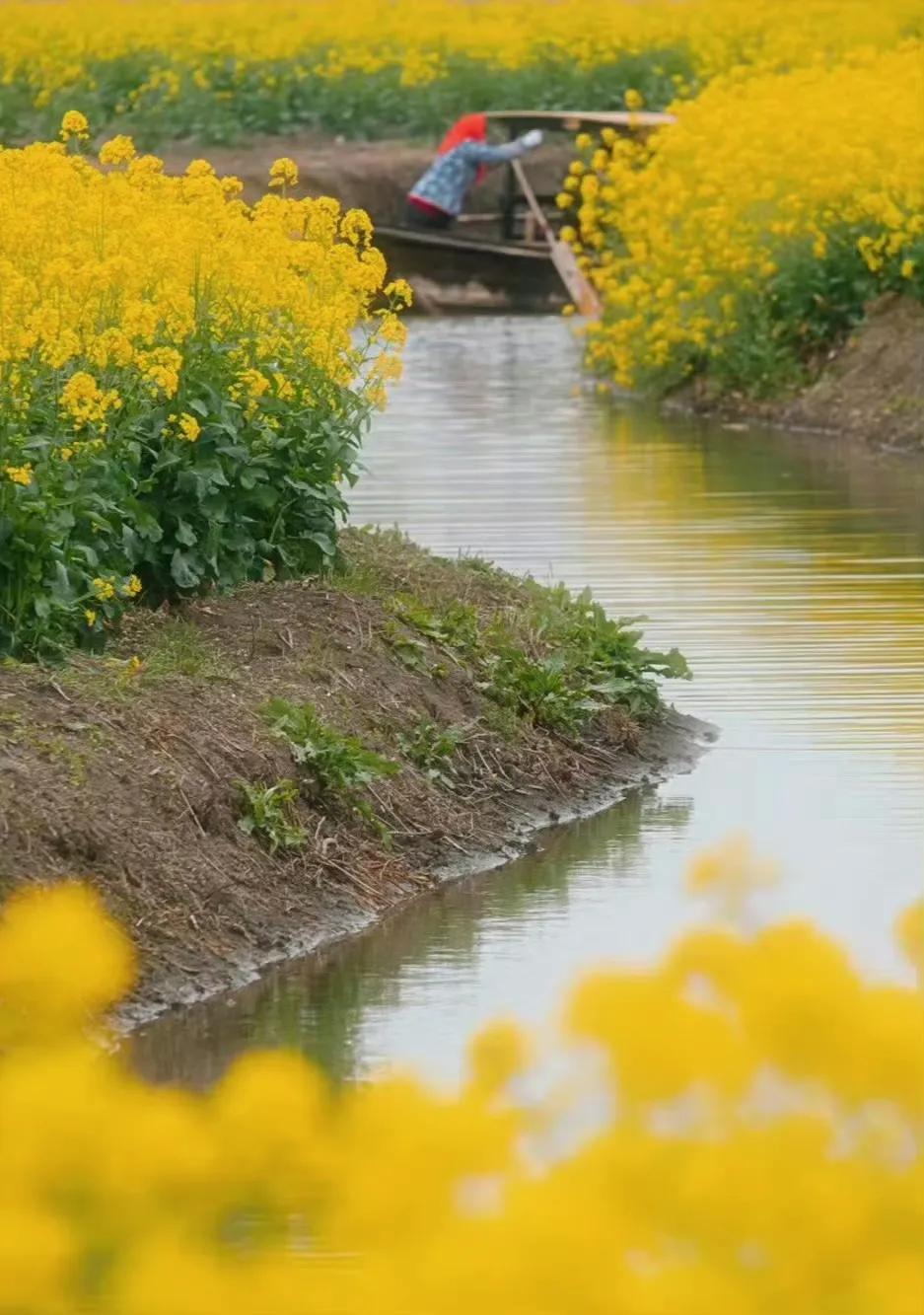 “  春在溪头油菜花 ...  ”