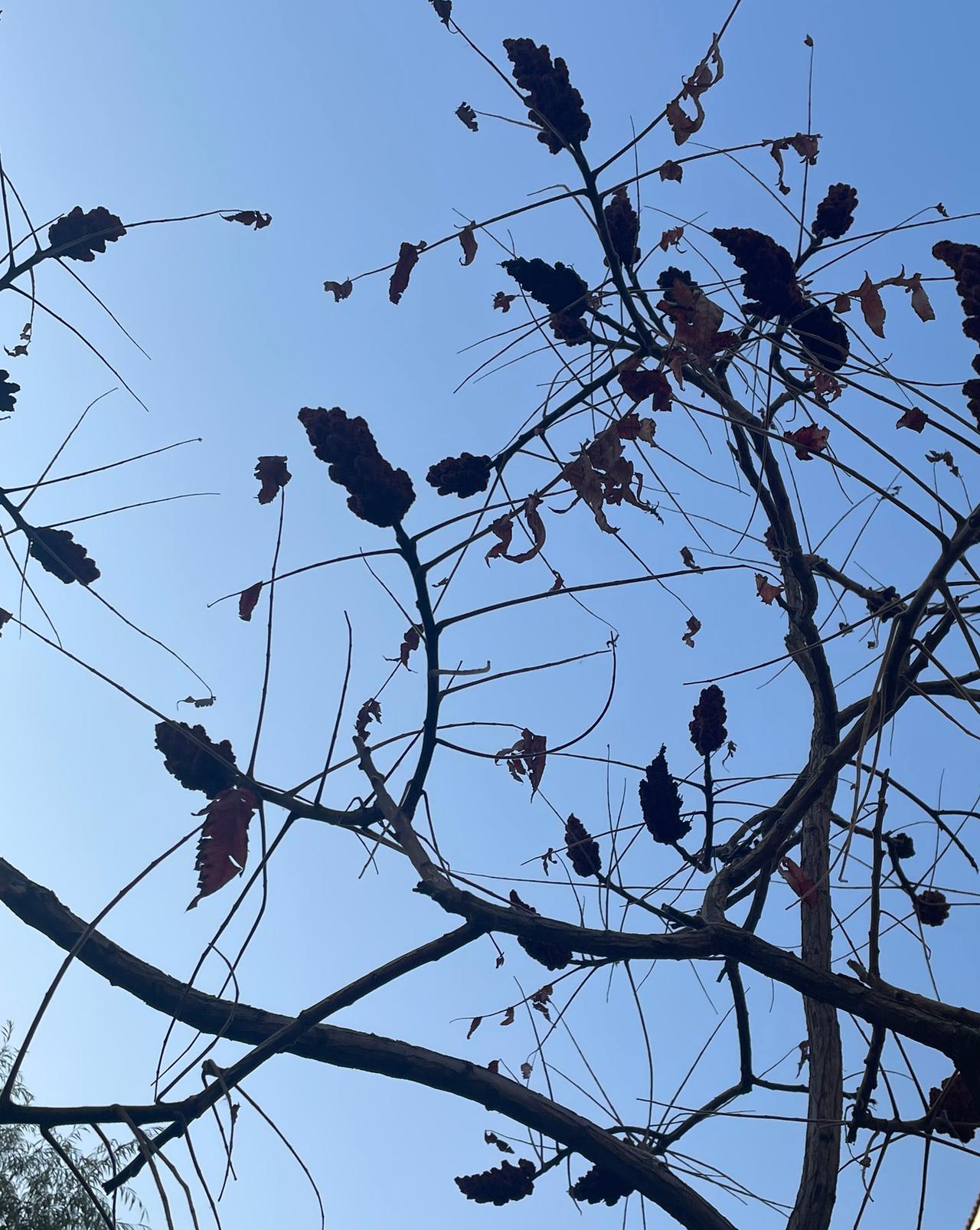 疾风传秋意，花草知冬来