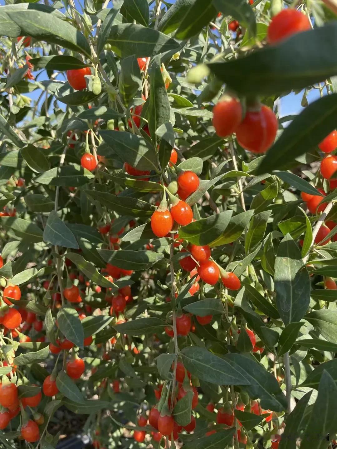 大家好，我是江南，一年一季的头茬枸杞果已经成熟了，每年给大家分享的都是头茬筛选出