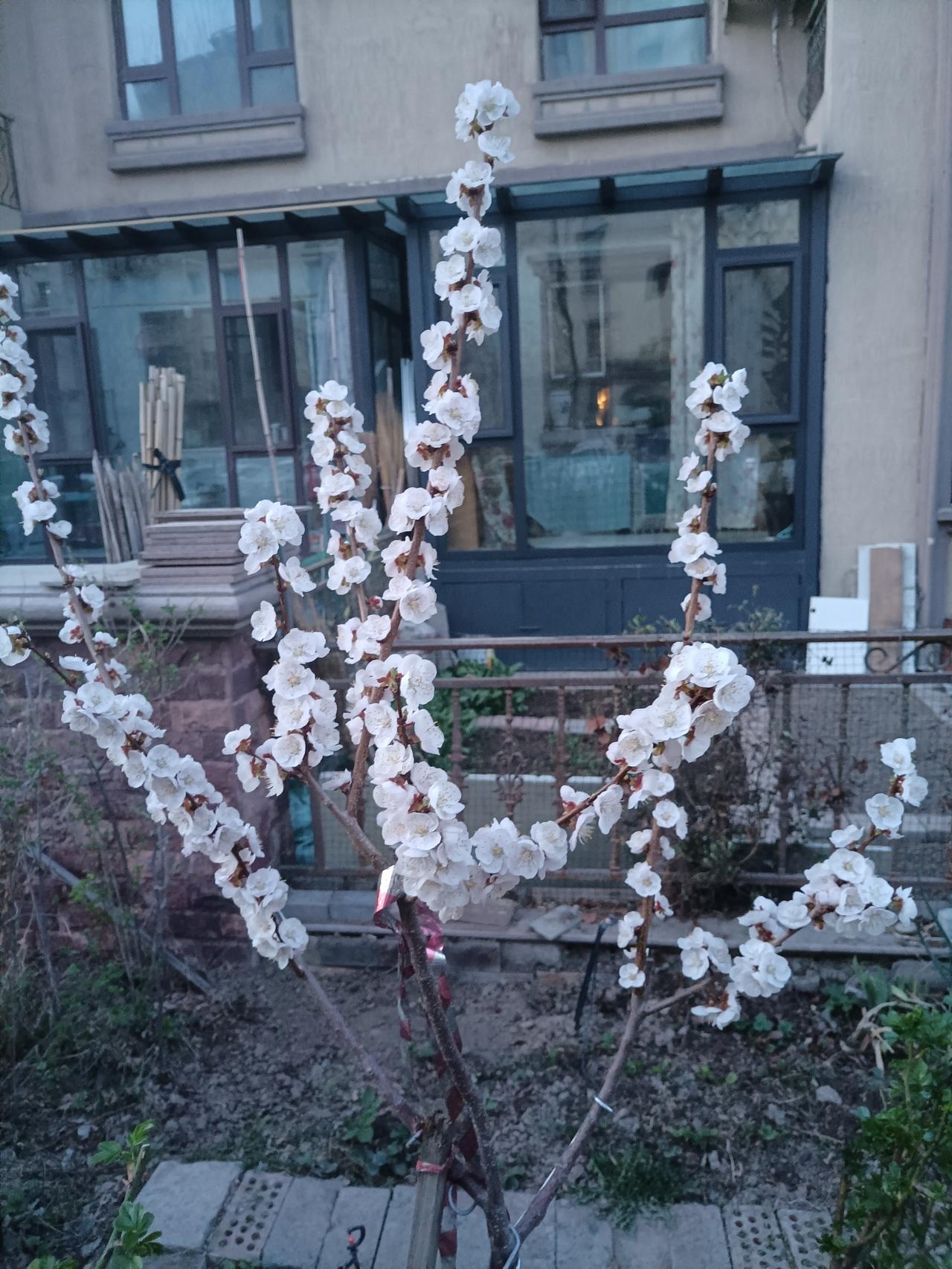 家里去年春天栽种的两棵桃杏树，这两天开花了。一棵花开得早一些，一棵睌些。
   