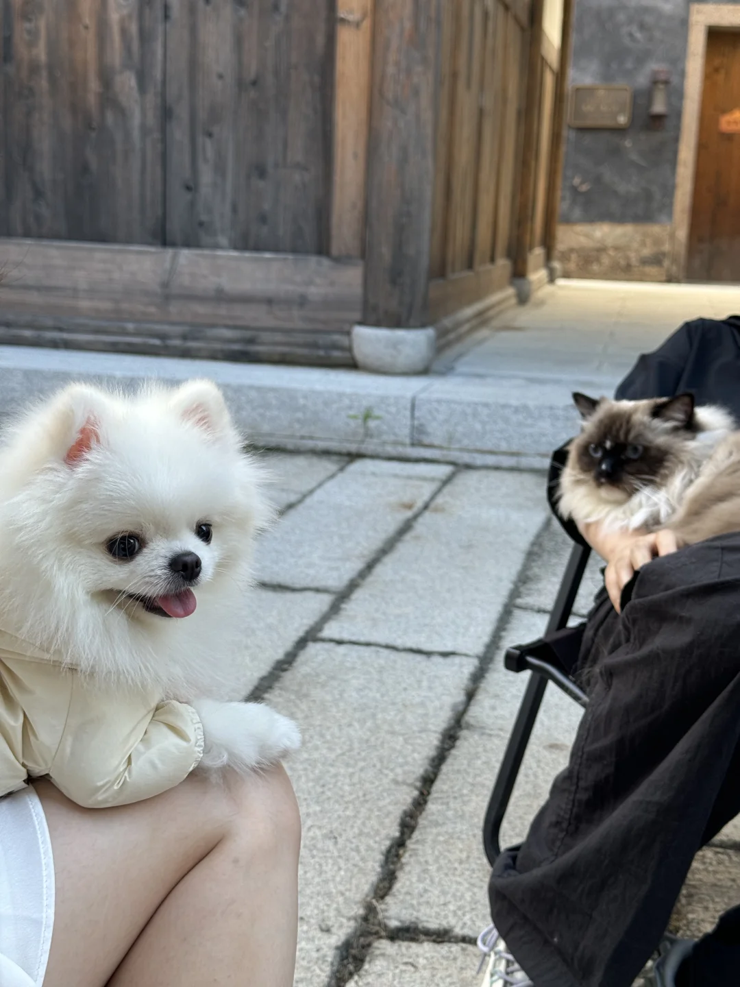 猫狗下午茶☕️