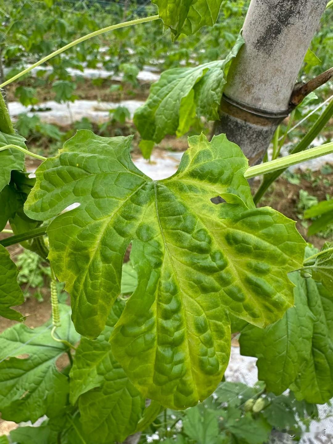 肥料见效快慢取决于什么?肥料见效快慢，核心看这6点，一看就懂
 
1. 肥料形态