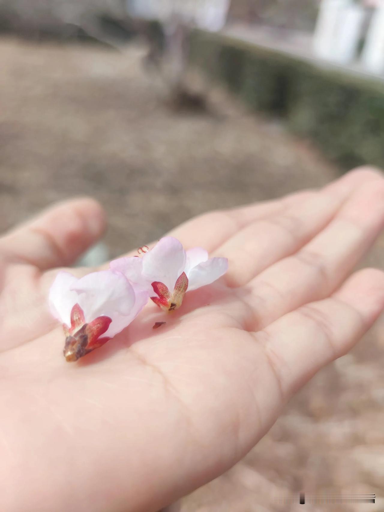 桃花的粉很淡
喜欢眼前的胡桃色与灰
白色可以很温柔