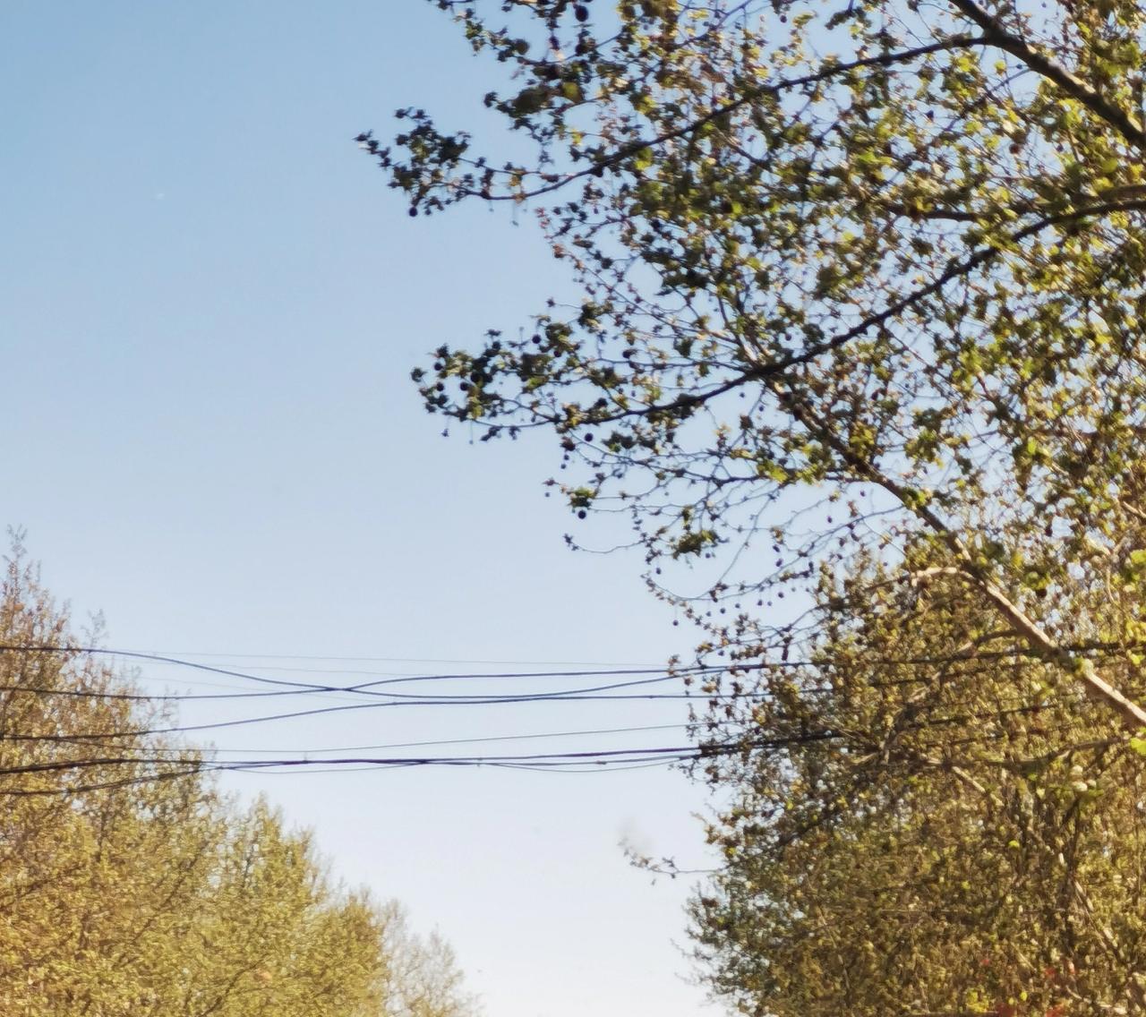 养杨树有一点不好，老是飘杨絮，挺烦人的