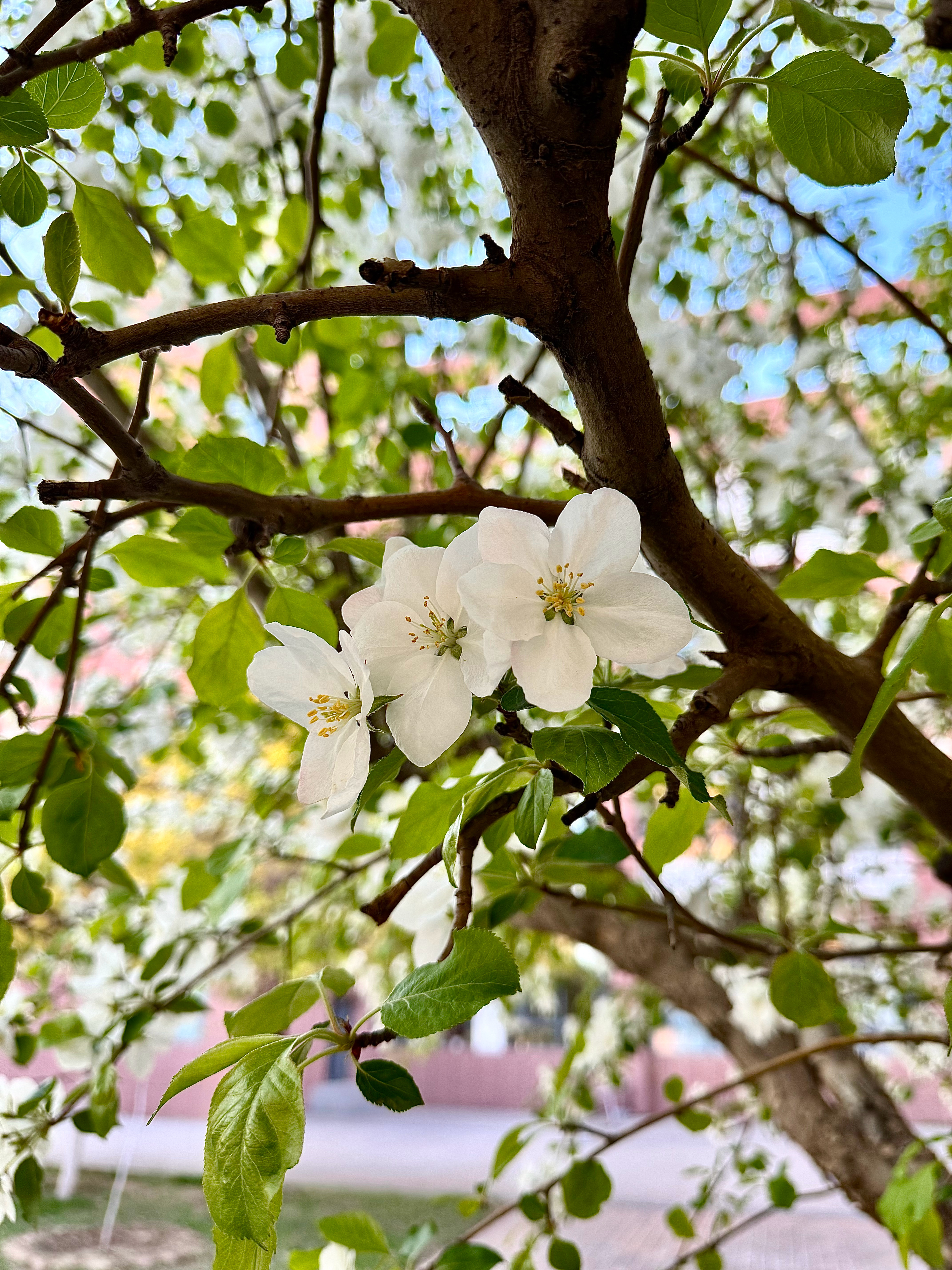 花开了  ​​​