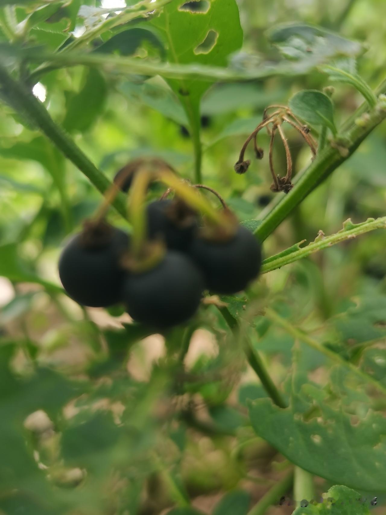 菜园的堤堰上出来一棵这个，我没舍得拔，打草药也小心避开了。
每次去菜园，我都摘几