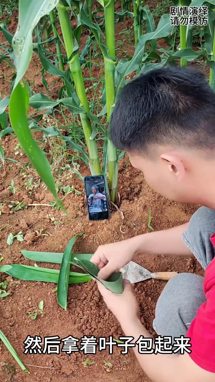 包粽子，下一秒他的做法太搞笑了。
母亲让男子学包粽子，于是他来到玉米地里，然后拿