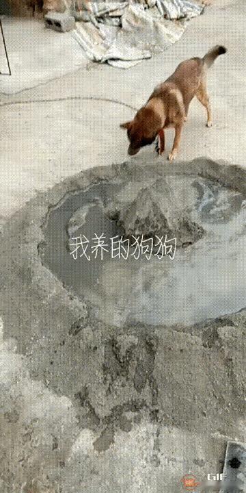 图一：得有多懒啊，狗子都自己干活赚狗粮了。
图二：一到饭点就出现，真是令人讨厌的