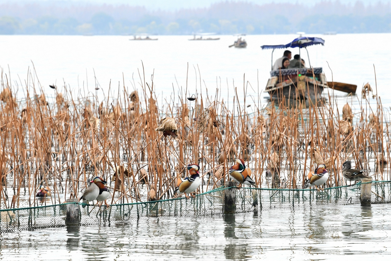 冷空气今天下午到！浙江多地明后天扎推入冬