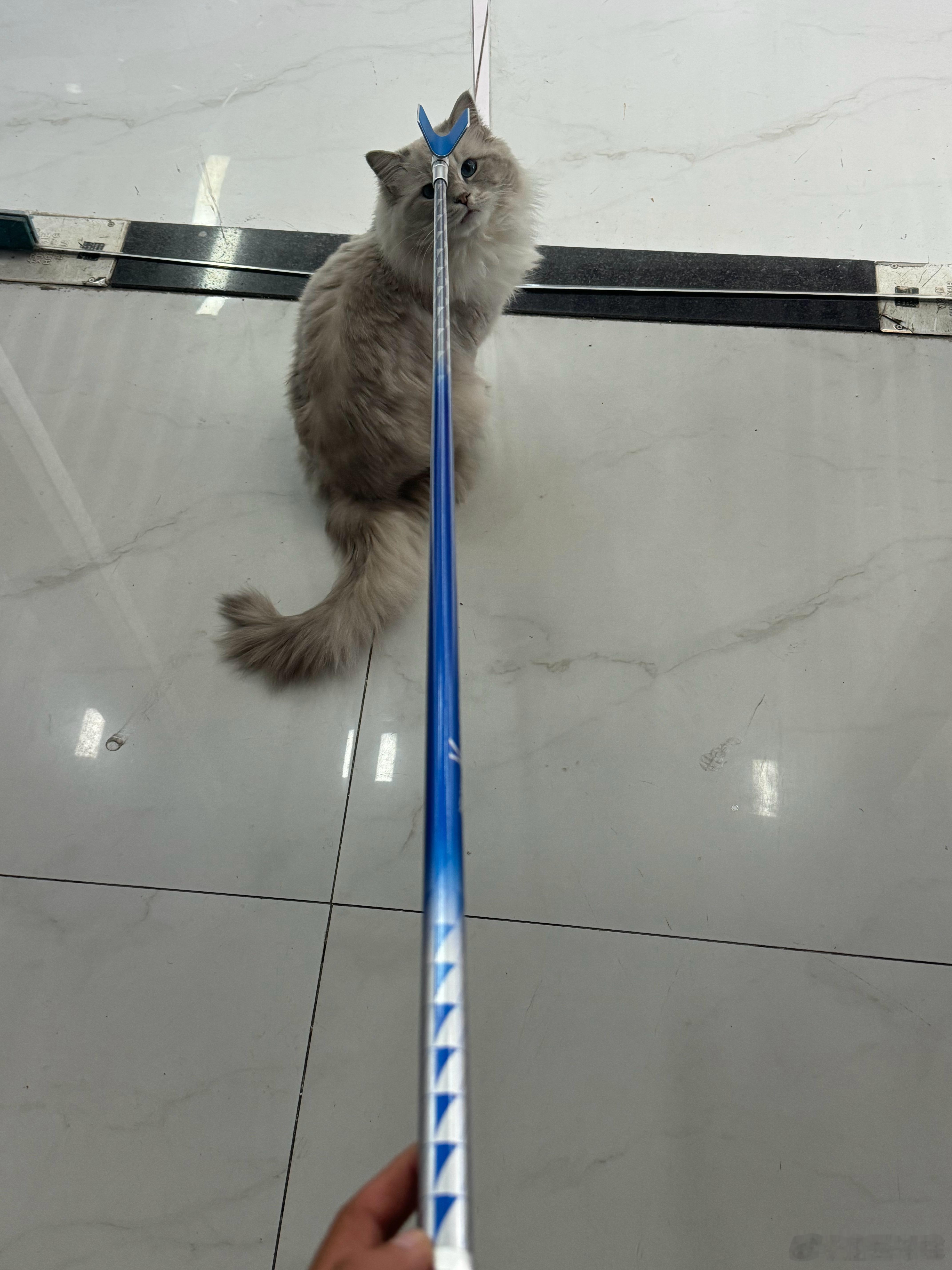 买了一根竞技支架结果豆白特别喜欢一直追着这个支架头咬 