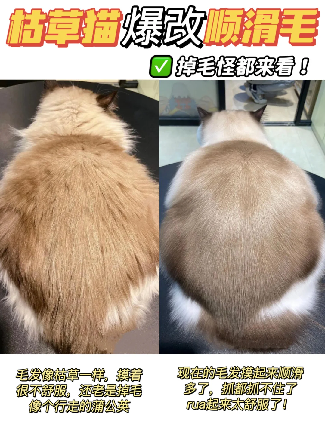 谁说猫咪美毛很难的！那是你没找对方法🥰.