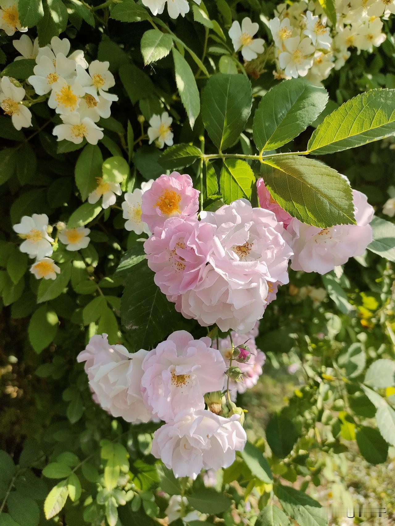 五一5天假期大家都打算怎么过？
都计划去什么地方度假？
我打算哪里都不去，窝在家