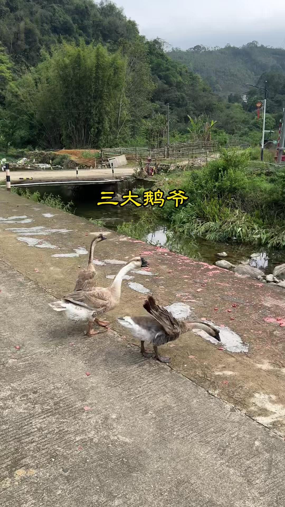 🐦大鹅离开圈养也能游刃有余？最近发现大鹅离开人类圈养后，反而活得更自在了！它们