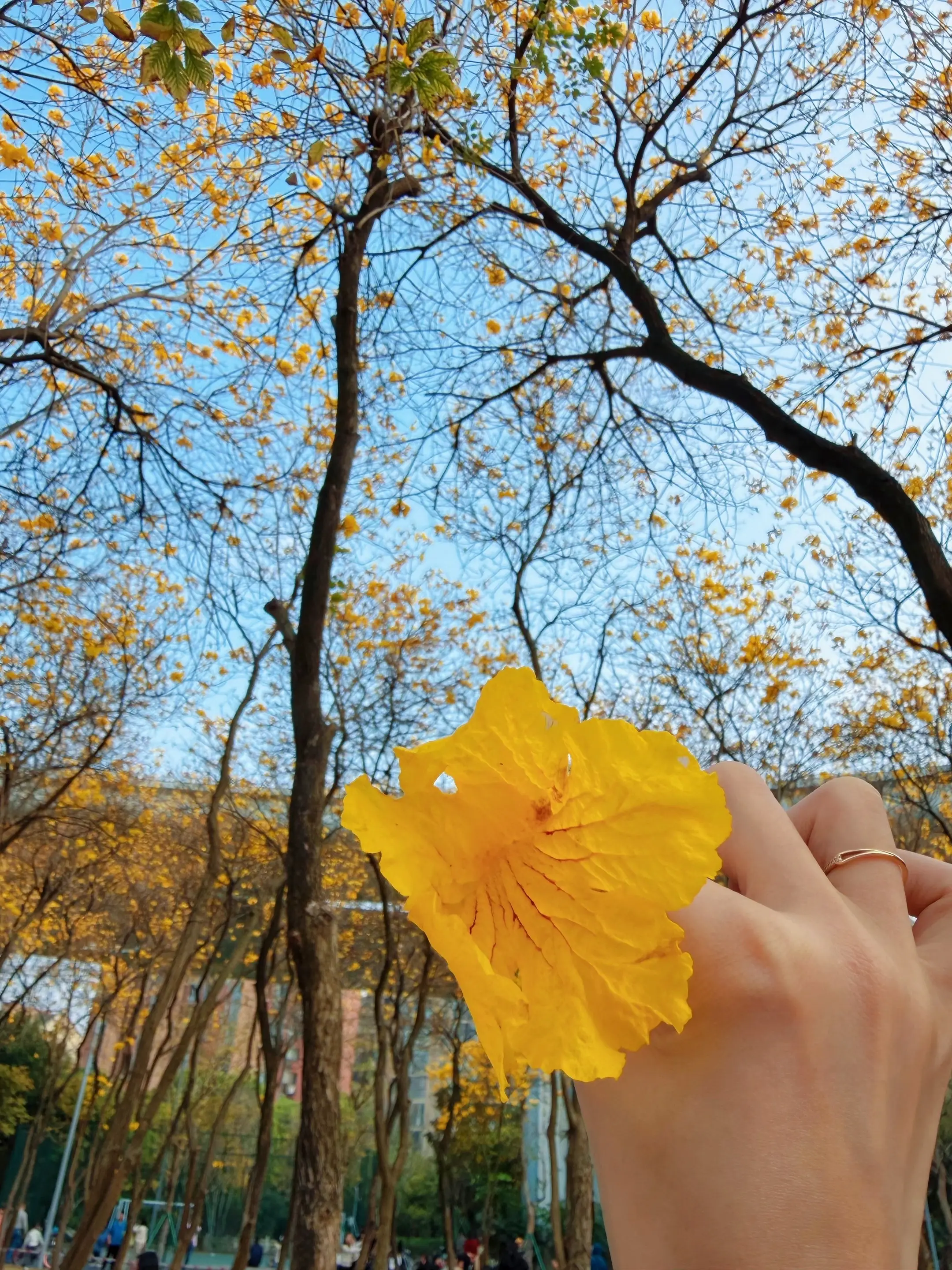 遇见黄花风木铃，邂逅春日里的小确幸