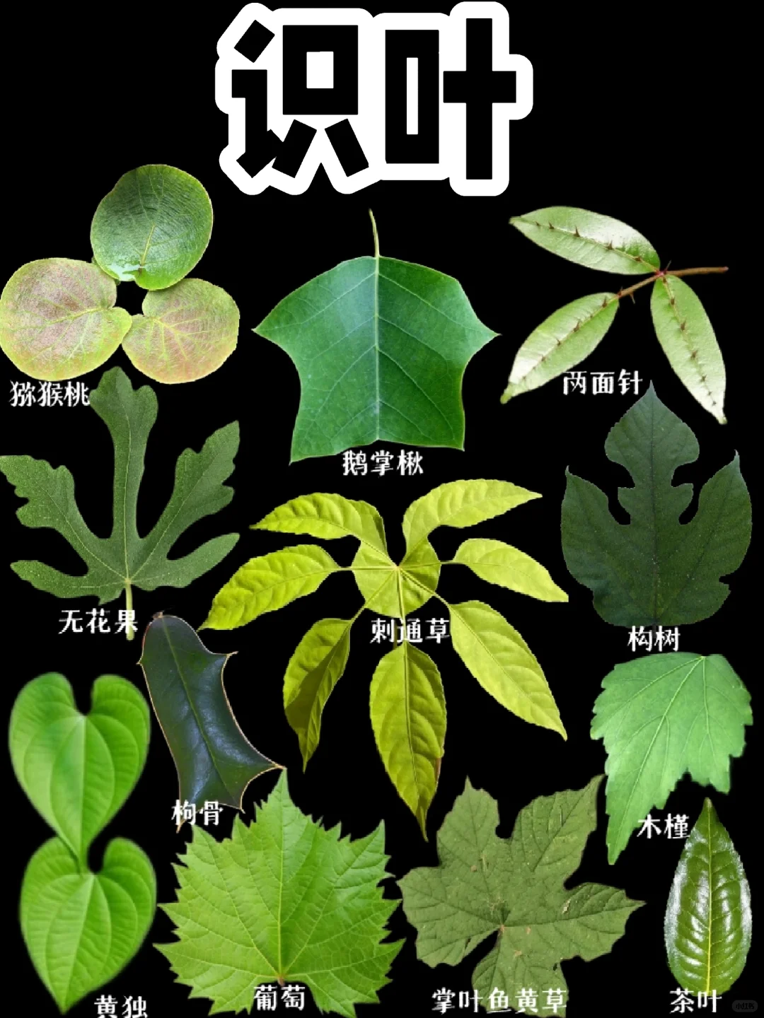 【识叶】树叶也很美
