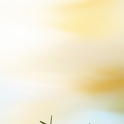 每日一善 🦋 阳光信用 🦋 每日一善 【☀️极好784｜橙V】ε(*･ω･)