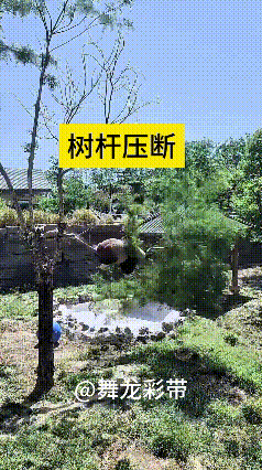 哎呀妈呀老铁！属实怪不得熊猫园小树永远长不高
这国宝一天天就爱爬树，自身分量太沉