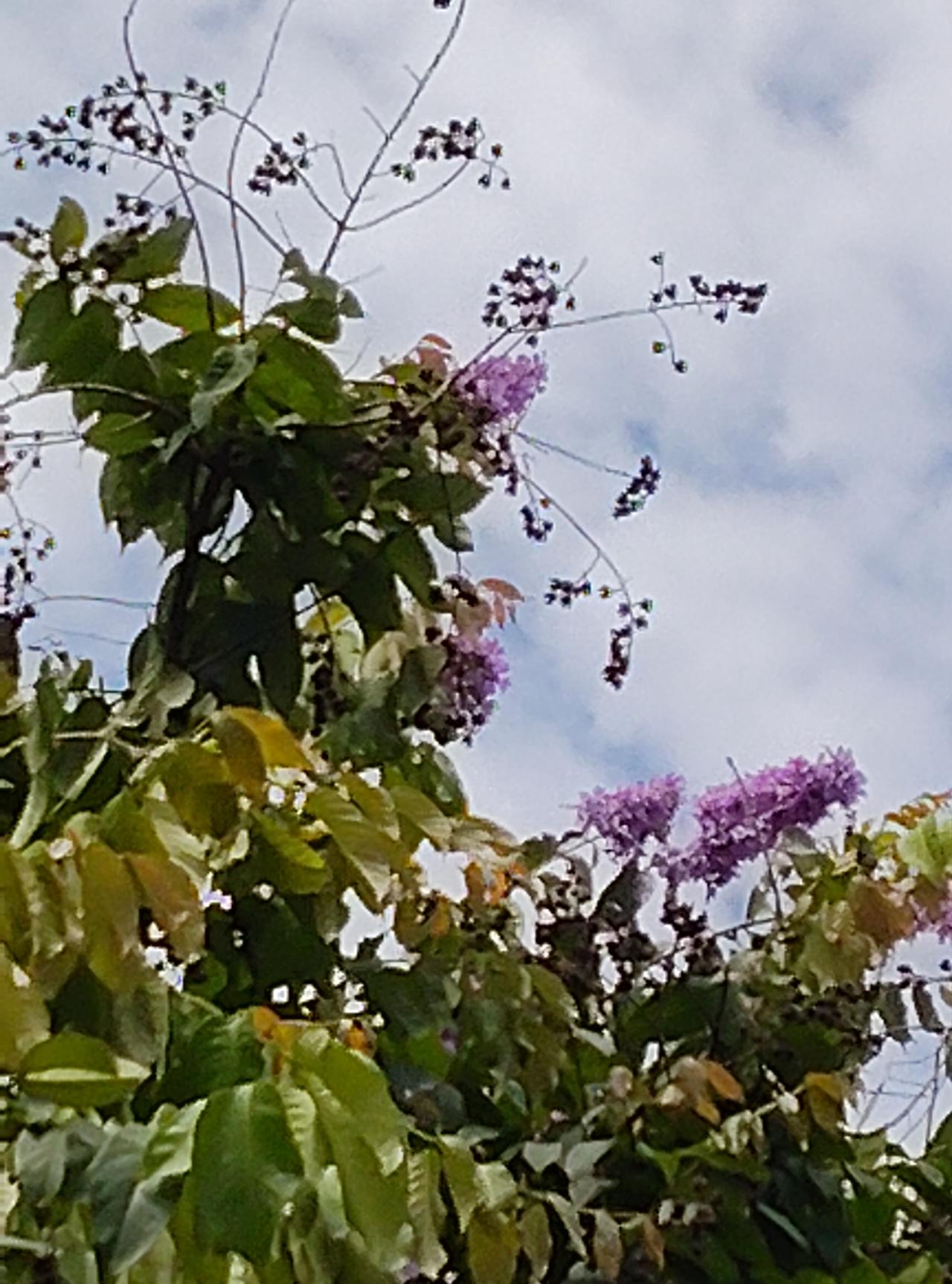 今年夏天的花与叶怎么变成这样了啊？往年的夏天，这种花和树叶，花红的耀眼，树叶青翠