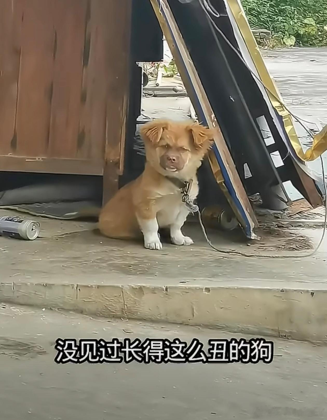 第一次见丑得像人的狗狗：这对嘛欺负狗不上网了