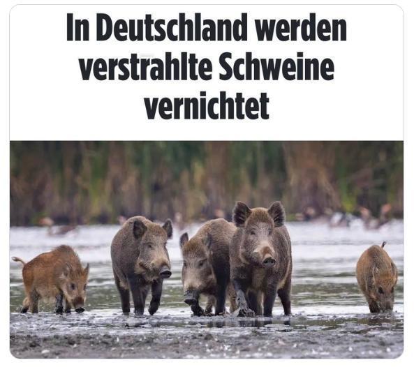 【据《图片报》报道，过去一年德国捕杀了近3000头受放射性污染的野猪】2025年