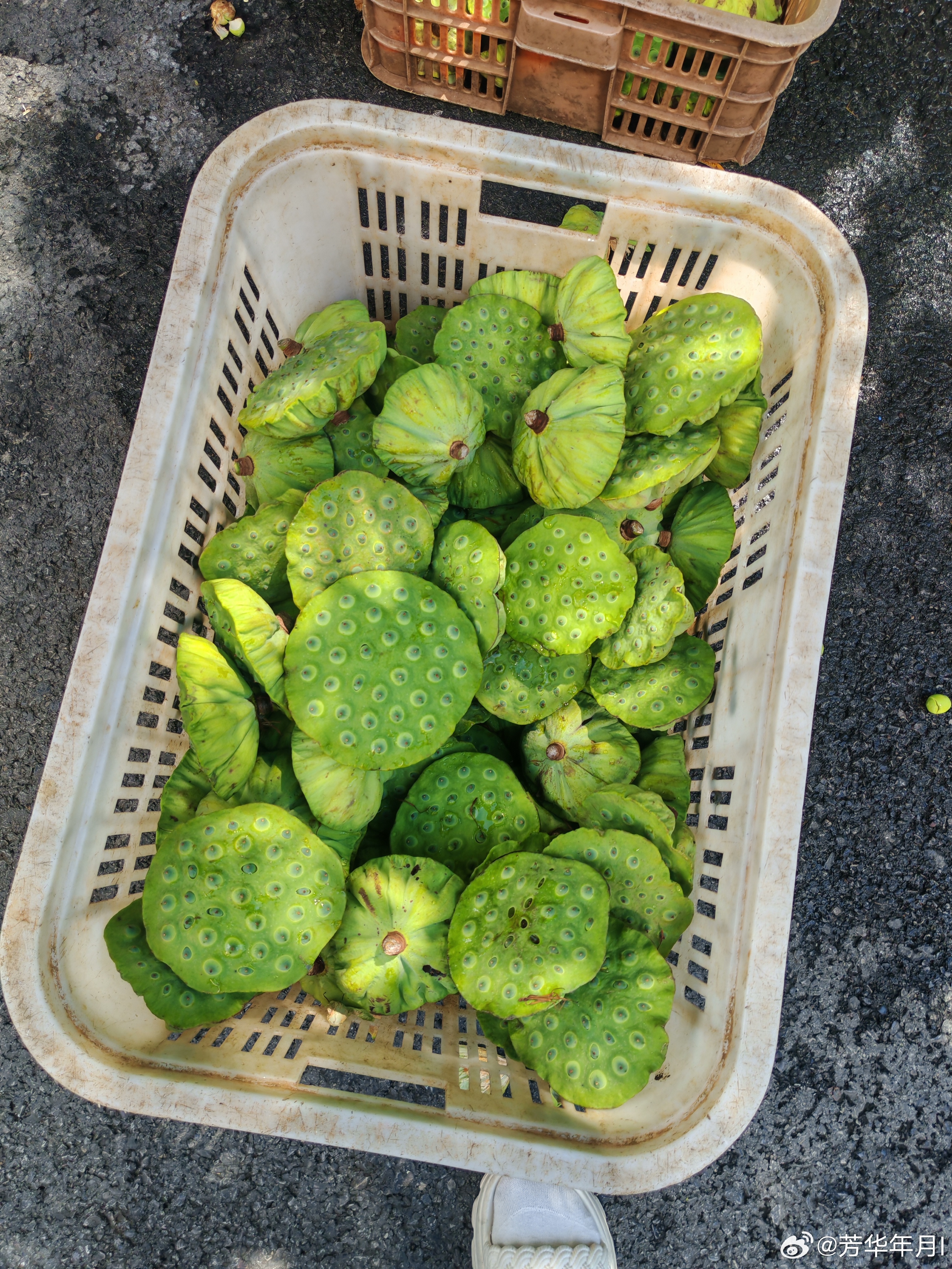 早上刚摘的莲蓬，8元一斤，很清甜，老板每天在路上摆摊卖莲蓬、鱼、虾等，都是旁边湖