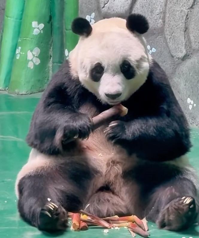[偷笑]正在吃笋的曼兰为什么突然停住了，笋也不吃了，一脸气呼呼的样子？原来它正在