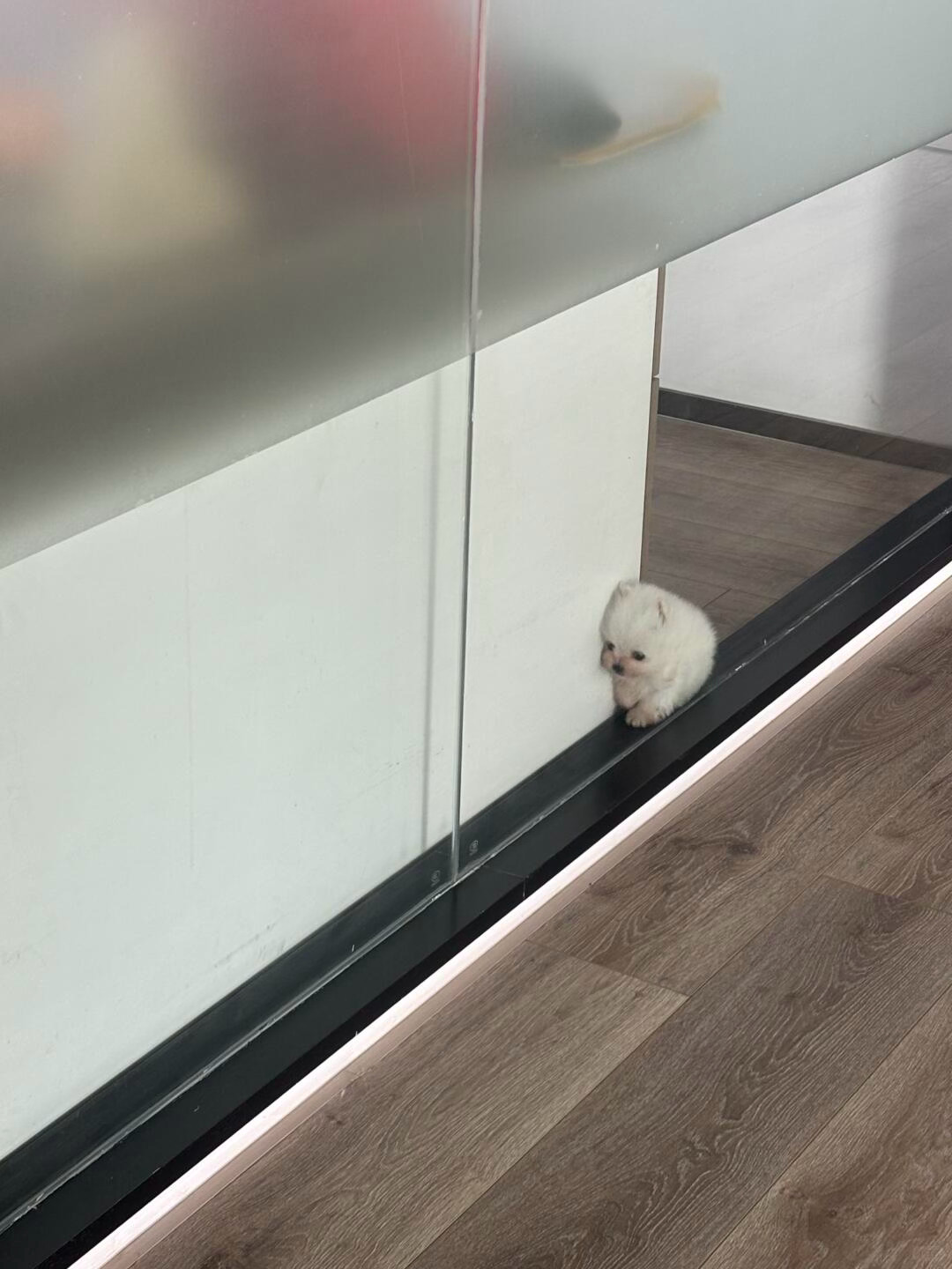 公司新成员，好！可！爱！ 