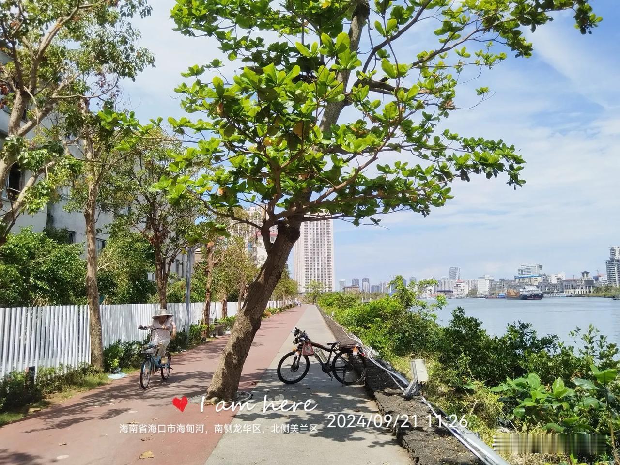 海口城市“一树”
​海南省海口市海甸河，北侧为海甸岛属美兰区；南侧由西向东，依次