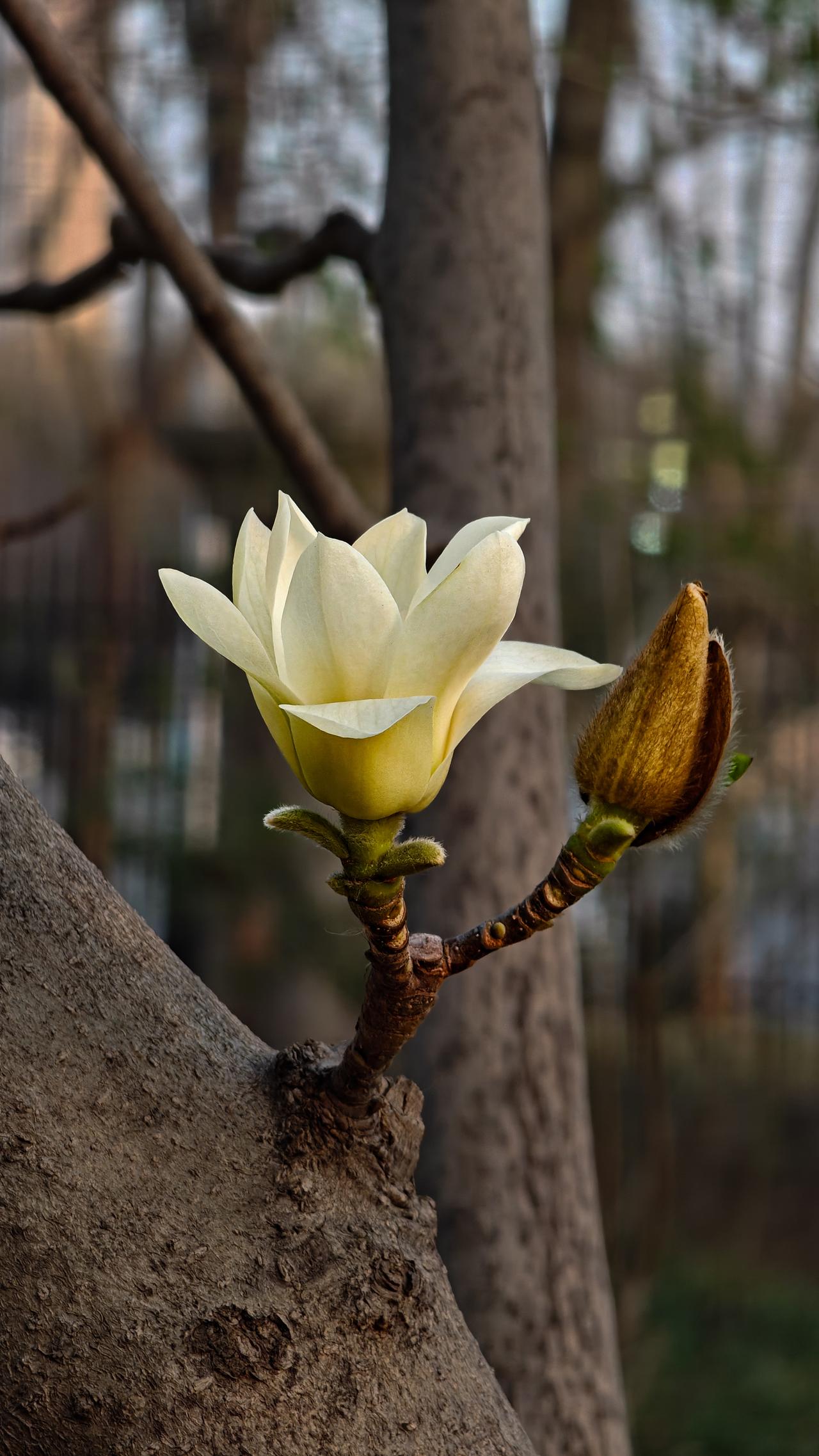 3月20日，尧都区政府院里
没有绿叶的衬托
已是洁白无瑕
——致玉兰花
玉兰随手