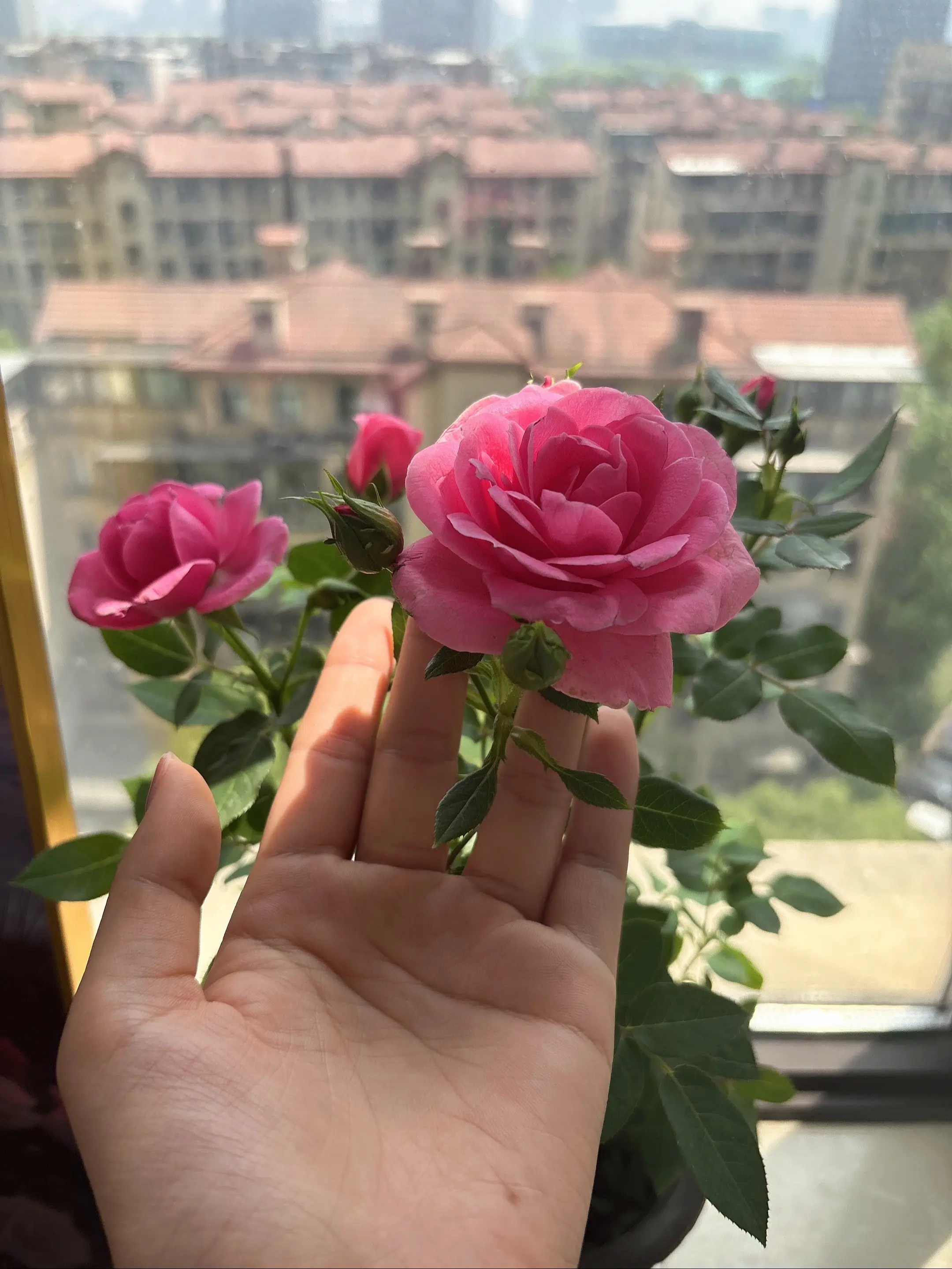 希望你像花一样美丽盛开，有属于你的那一束花光。。照亮你，哈哈哈😂。