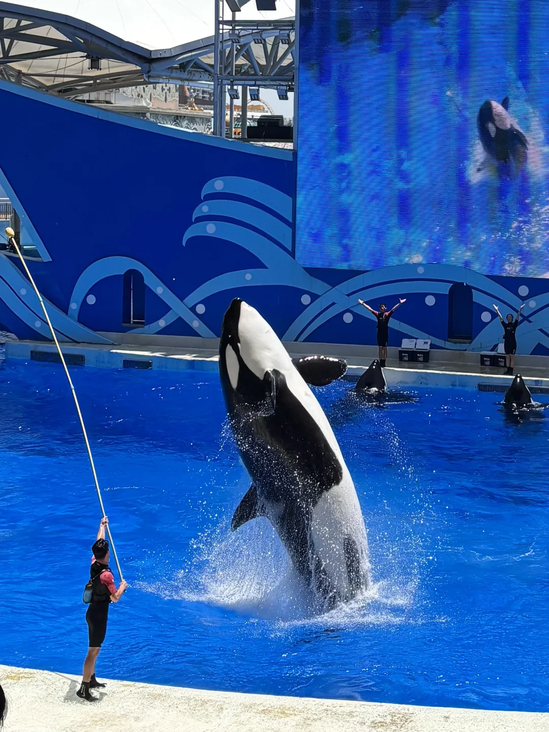 在上海海昌！感受到了夏日避暑的奥义！