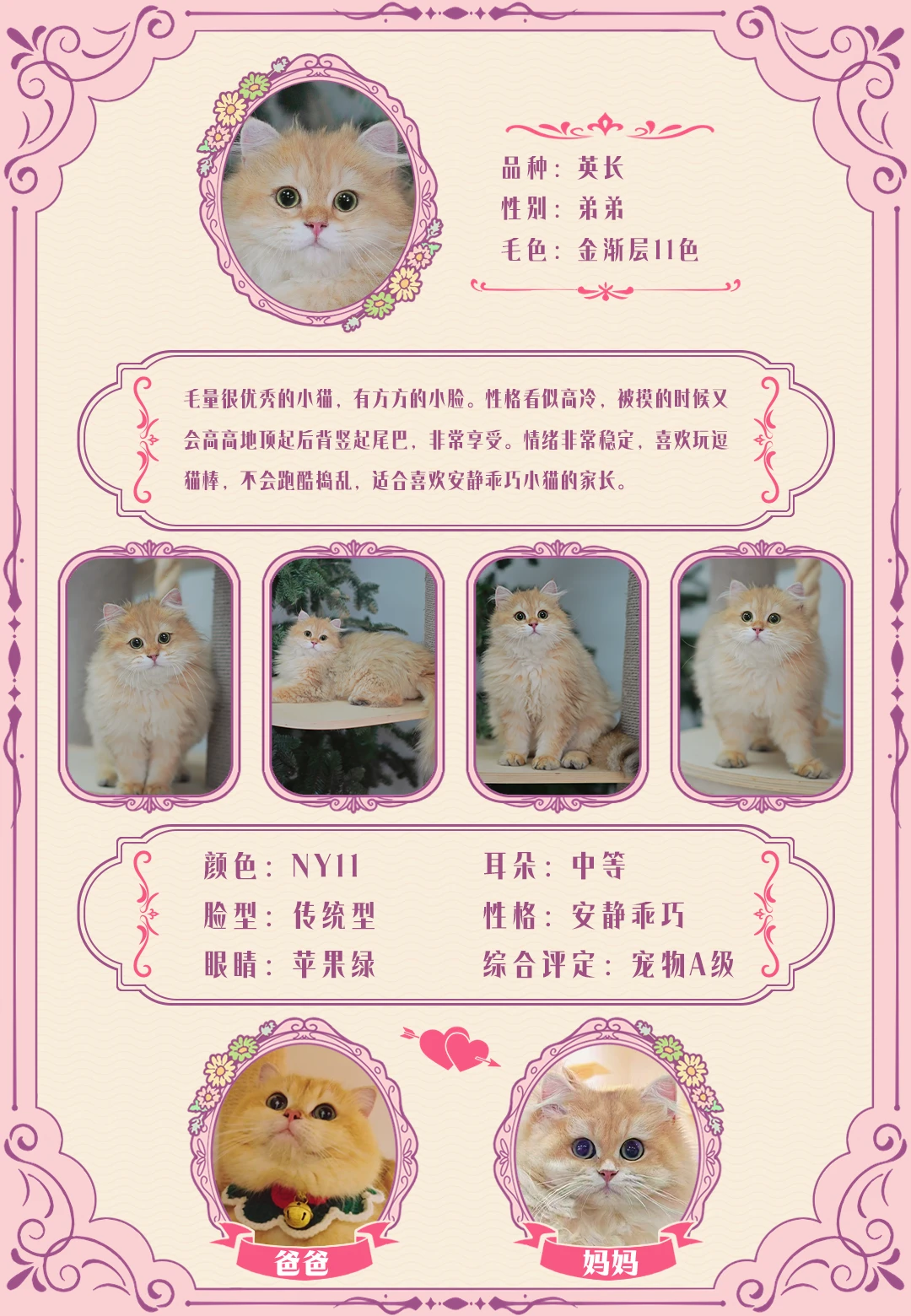 上海猫舍现猫| 长毛金渐层弟弟