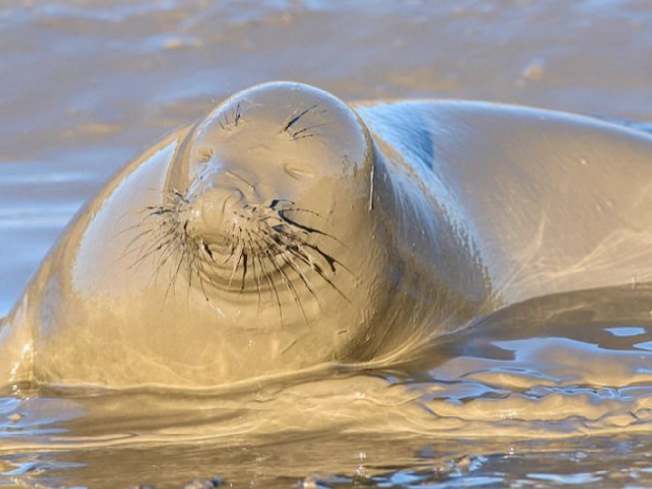 海豹出淤泥而全染