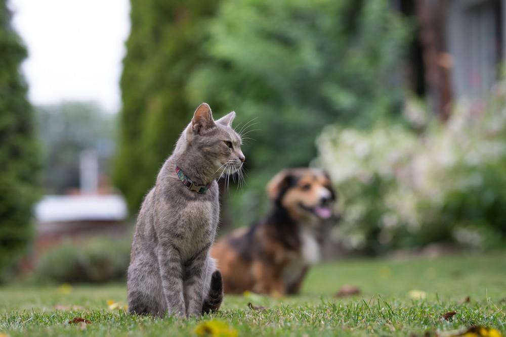 【#女子屋内养超30只猫狗被邻居起诉#】#女子被法院判屋内限养3猫1狗#  在江