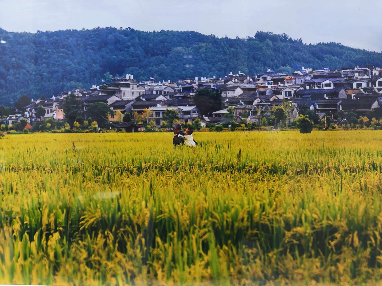 这张图片展示的是云南腾冲和顺古镇的秋日美景。
画面中，金黄色的稻田铺展在前景，稻