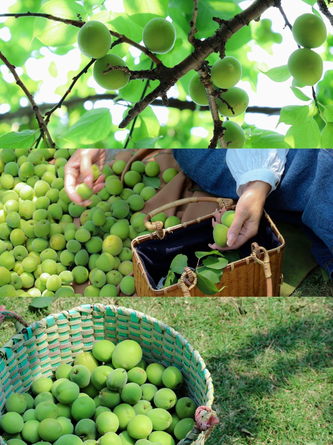 青梅成熟啦🍃来广州黄埔捡青梅吧！免费‼️