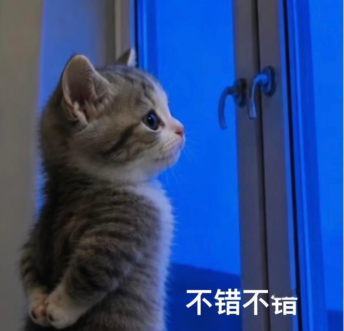 GPT认为它自己是猫咪 一会聪明一会懵，AI确实像猫🐈 