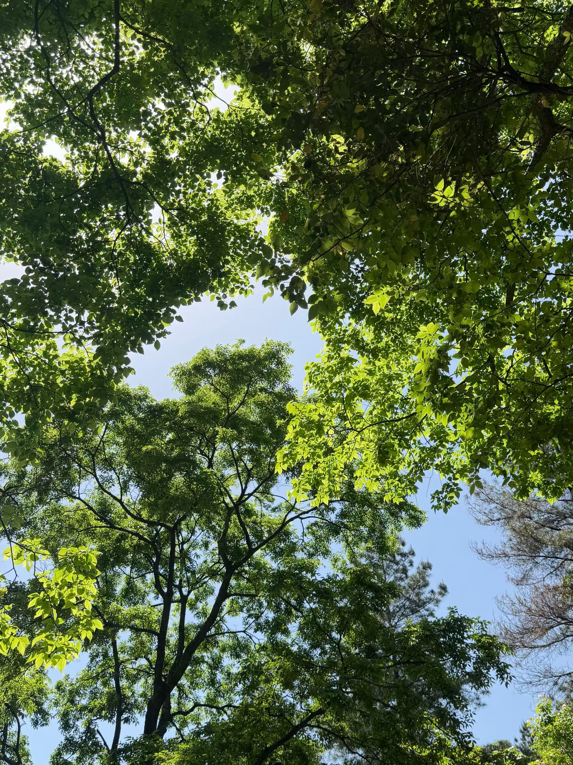 今天又是快乐的一天😎夏天树叶就是很绿 