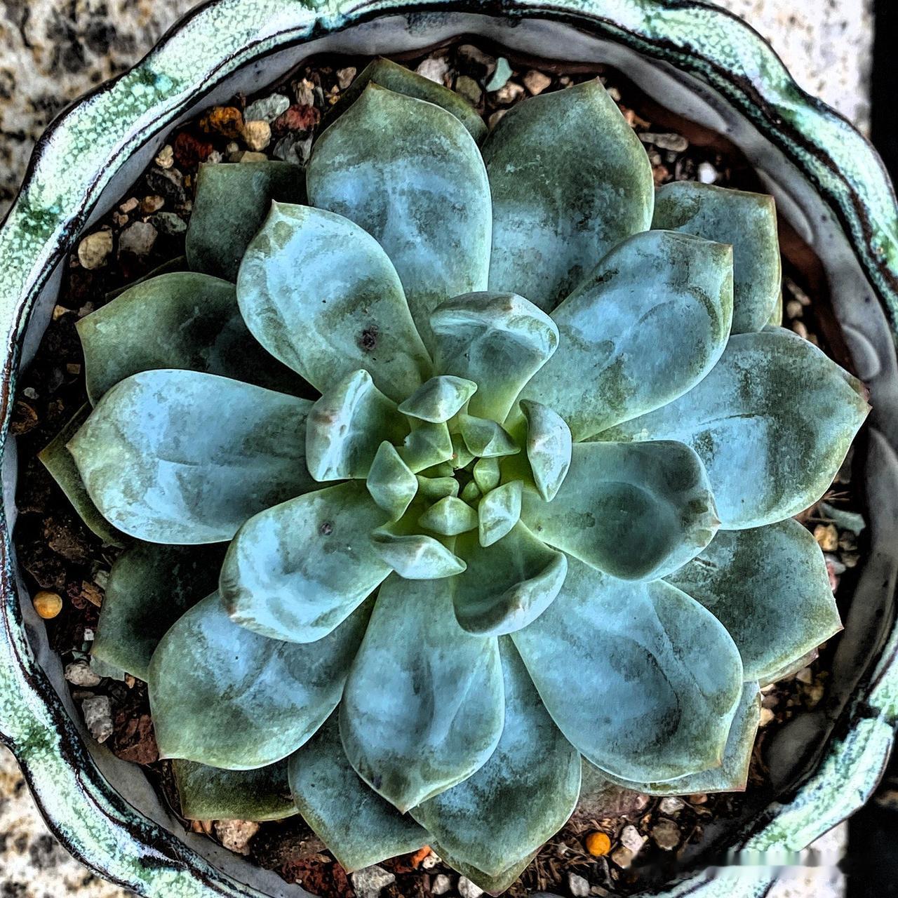 夏日生活打卡季夏天的多肉植物，看看也很好，没有黑腐生虫，就是颜色有些绿，图4的法
