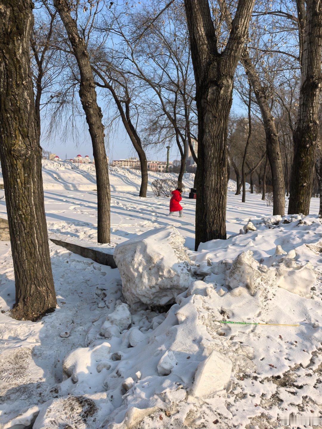 在林间雪地撒欢的大王 