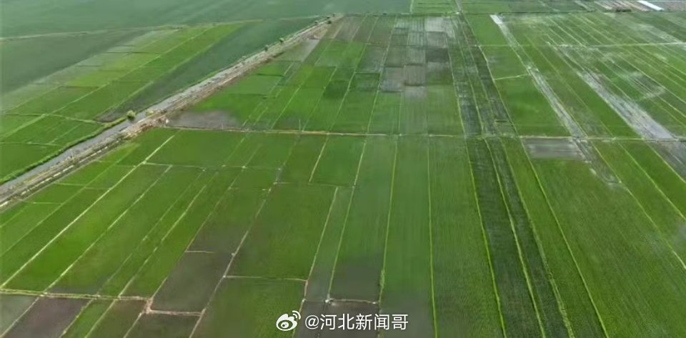 黑龙江七台河清泉村数十垧水稻疑遭投毒 【稻叶发黄发黑、或颗粒无收！七台河清泉村三